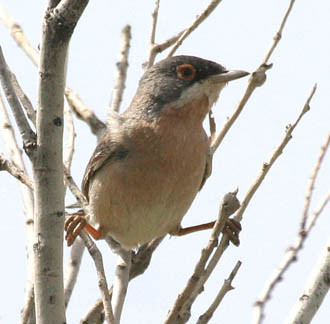 The bushes are also good breeding sites for warblers such as Ménétries’s Warbler… 